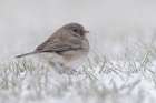Dark-eyed Junco on the ground in snow Art Print